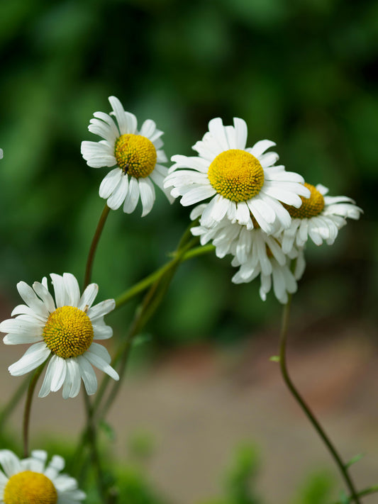 FSS CHAMOMILE & CUCUMBER EXTRACT OS