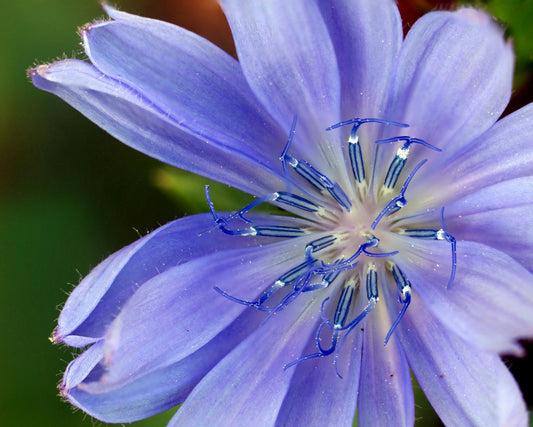 FSS CORNFLOWER EXTRACT G PS