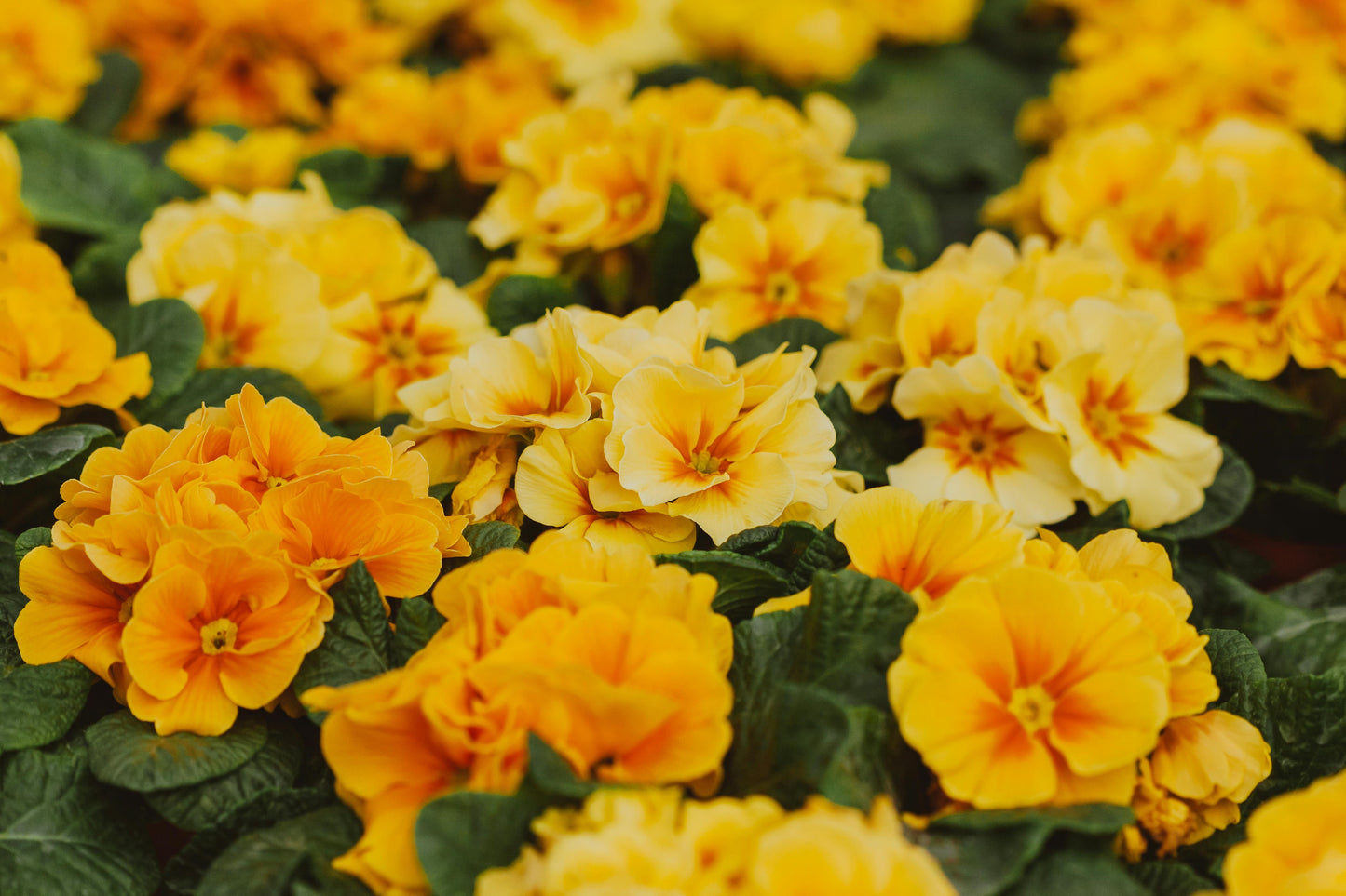 FSS EVENING PRIMROSE EXTRACT AQ