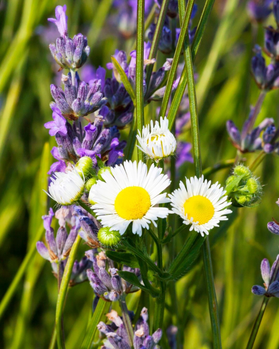 FSS LAVENDER AND CHAMOMILE BODY CREAM 