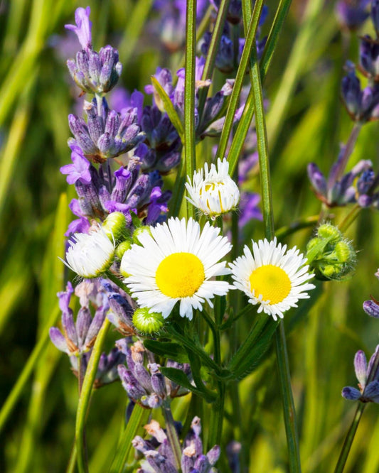 FSS LAVENDER AND CHAMOMILE BODY CREAM 