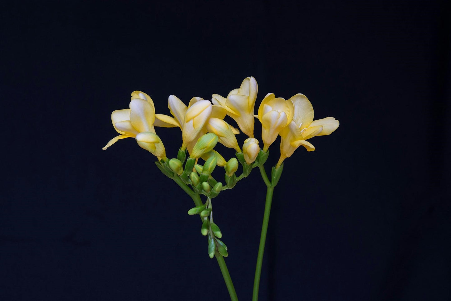 FSS FREESIA EXTRACT PF