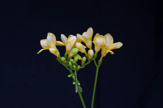 FSS FREESIA EXTRACT PF