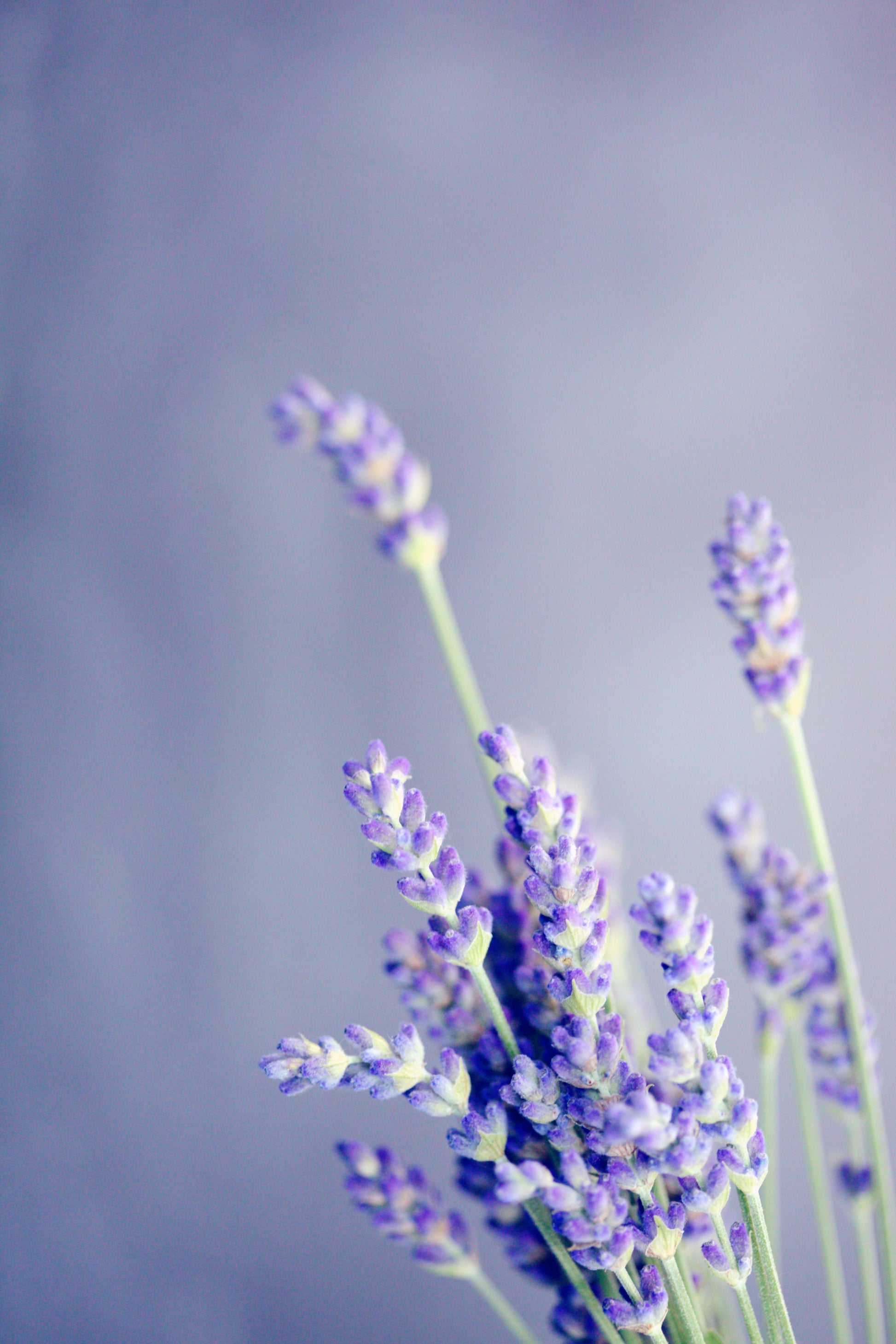 lavender flower water Lavender Hydrosol