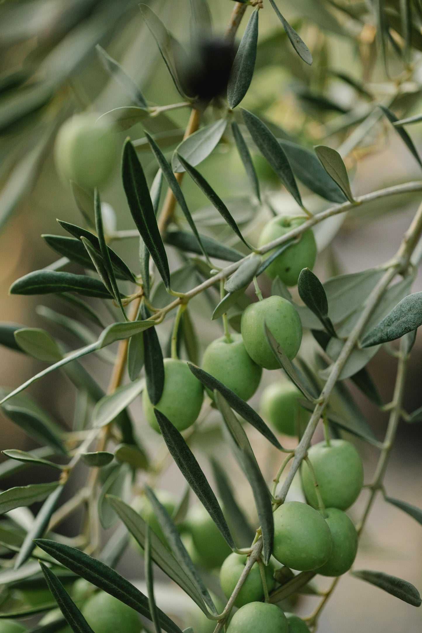 FSS OLIVE LEAF EXTRACT PF DRK