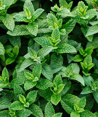 FSS PEPPERMINT FRAGRANCE