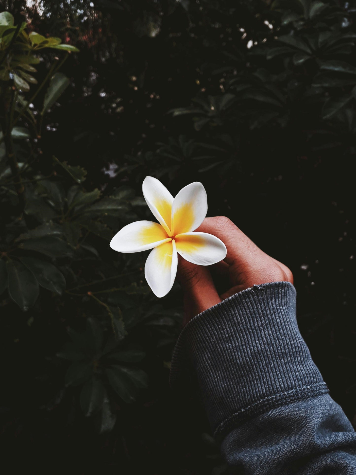 FSS PLUMERIA FRAGRANCE