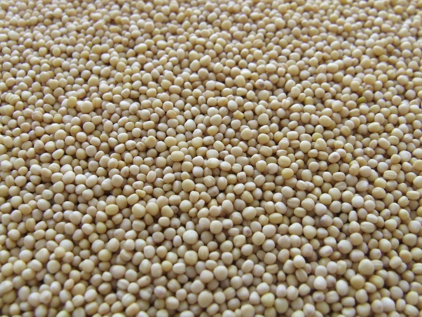 FSS SOY HYDROLYSATE PET DRK