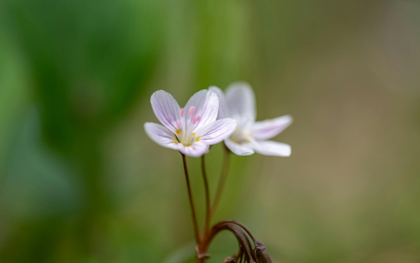 FSS TWINFLOWER EXTRACT G 