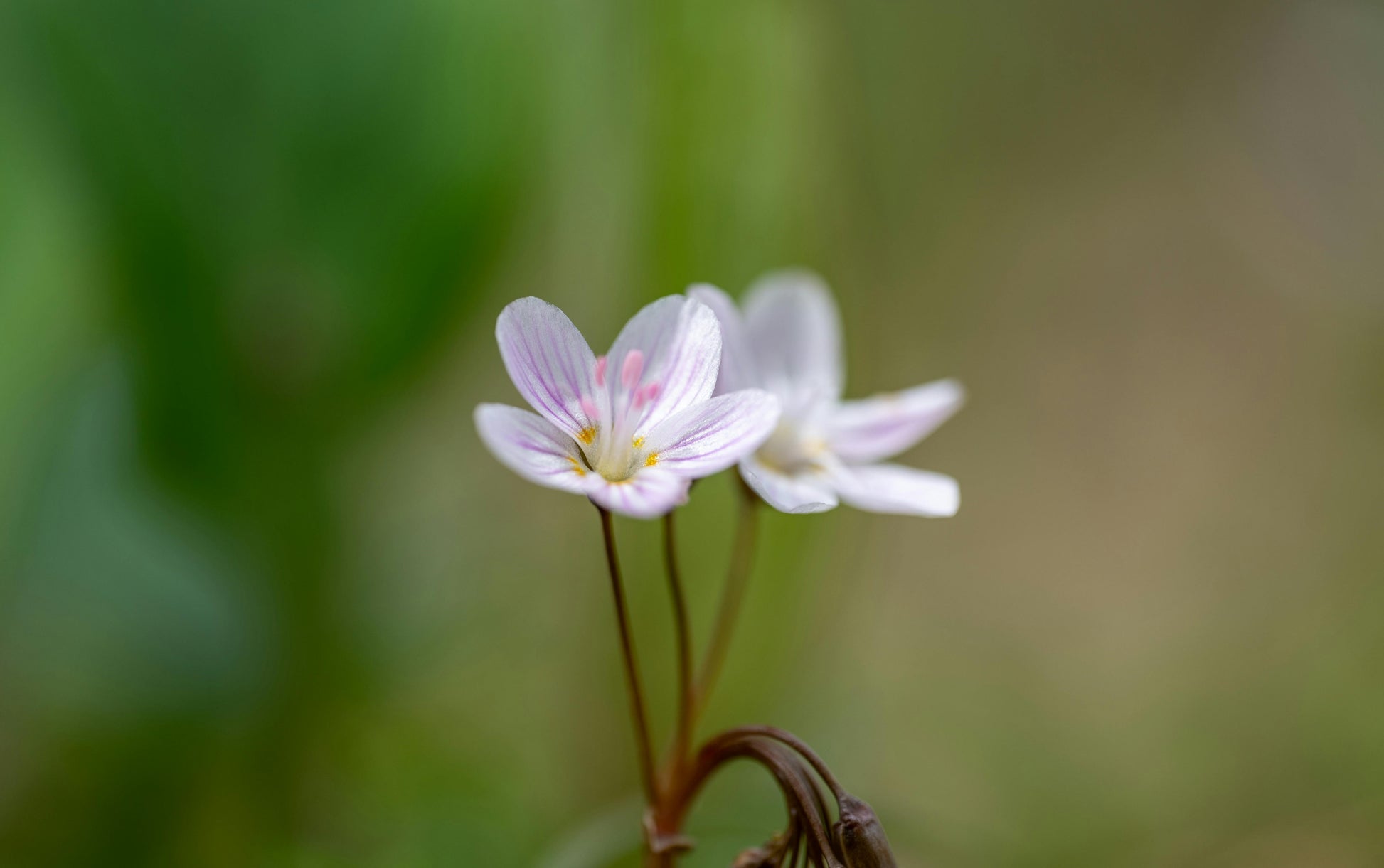 FSS TWINFLOWER EXTRACT G 