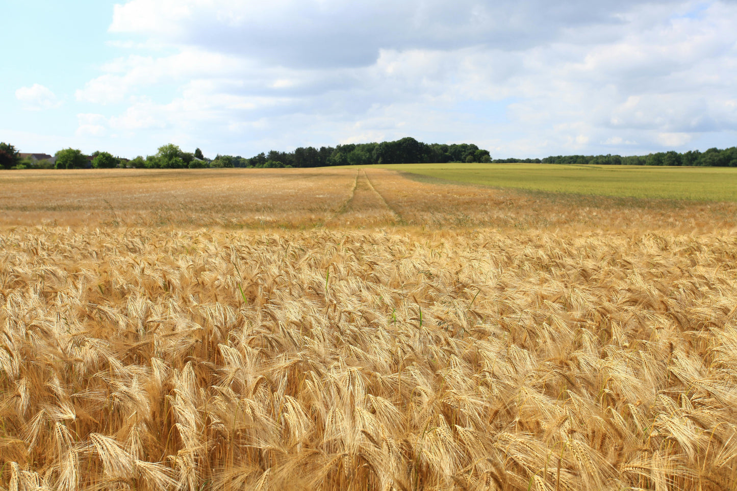 FSS WHEAT AMINO ACIDS PET DRK