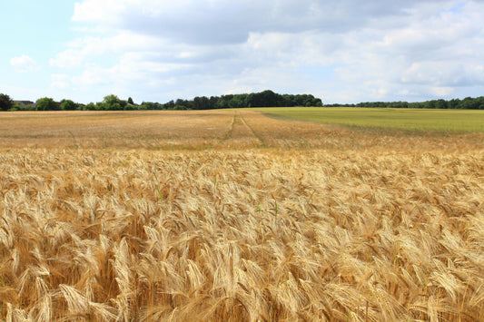 FSS WHEAT AMINO ACIDS PET DRK