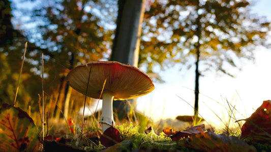 FSS WONDERSHROOM