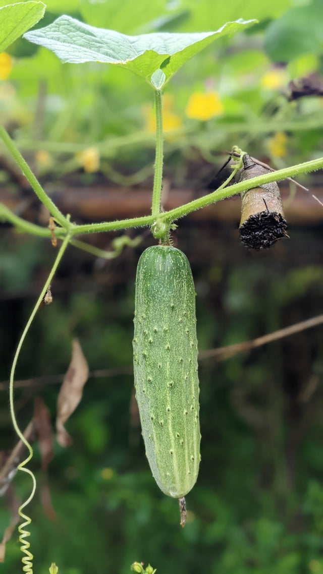 FSS CUCUMBER EXTRACT G PF