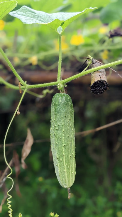 FSS CUCUMBER EXTRACT G PF