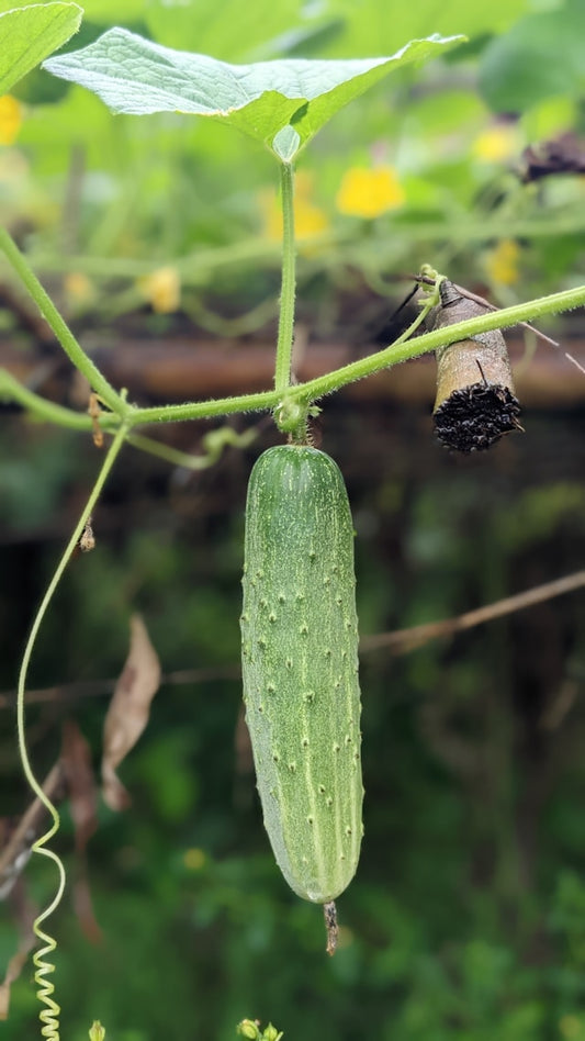 FSS CUCUMBER EXTRACT G PF
