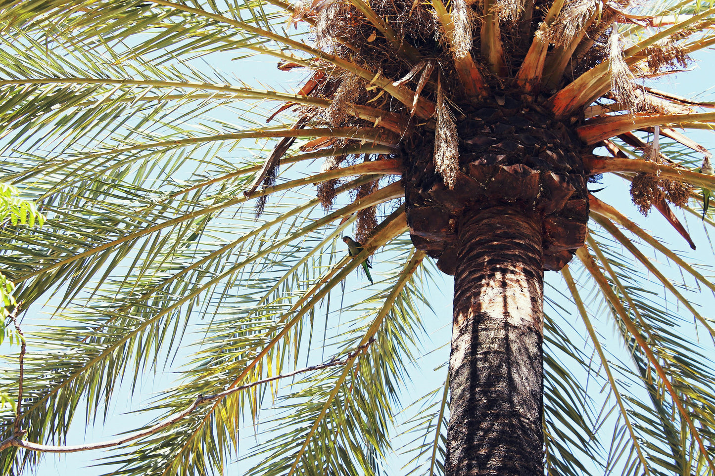 FSS DATE PALM EXTRACT PET