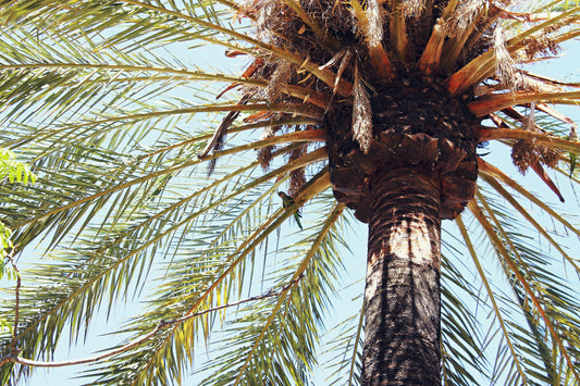 FSS DATE PALM EXTRACT PET