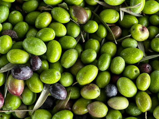 FSS Olive SIL