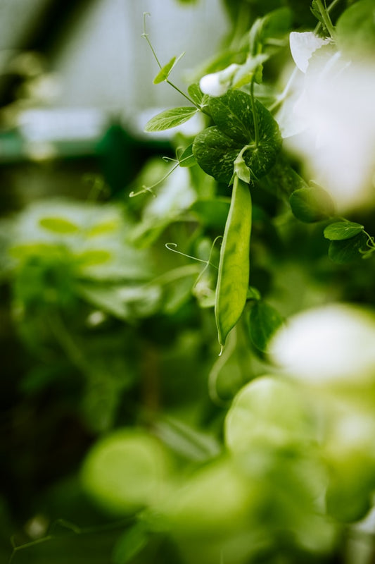 FSS Pisum Sativum Peptide - PEA Protein