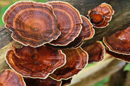 FSS REISHI BETA GLUCAN PF