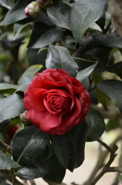 ROSE PDRN