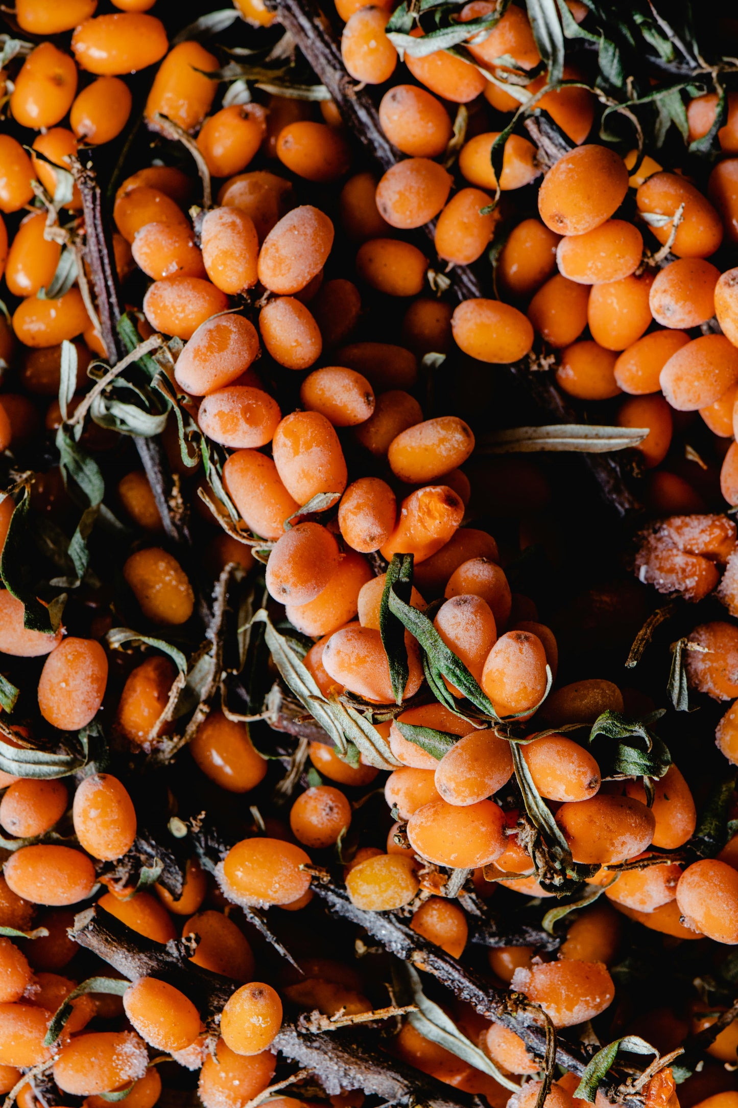 FSS SEA BUCKTHORN EXTRACT