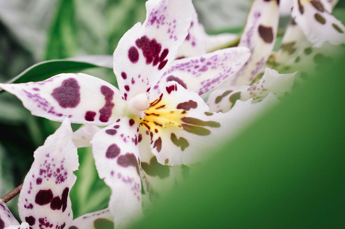 FSS SPOTTED ORCHID EXTRACT BG HD
