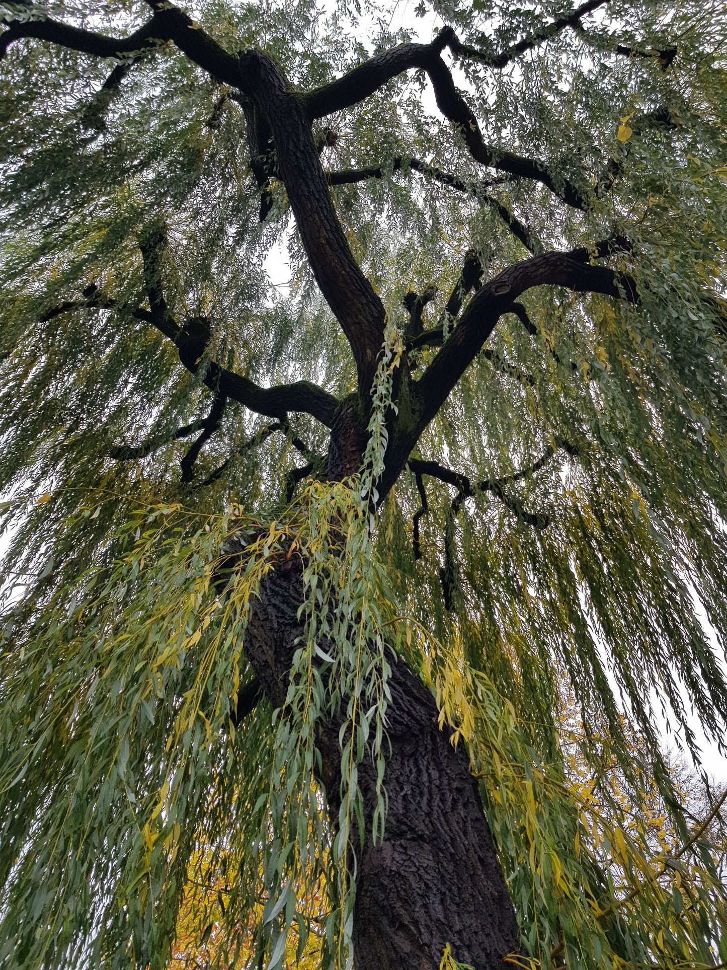 FSS White Willow Bark Extract