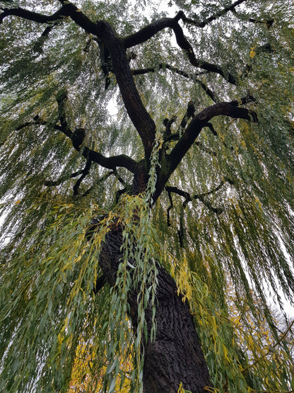FSS White Willow Bark Extract