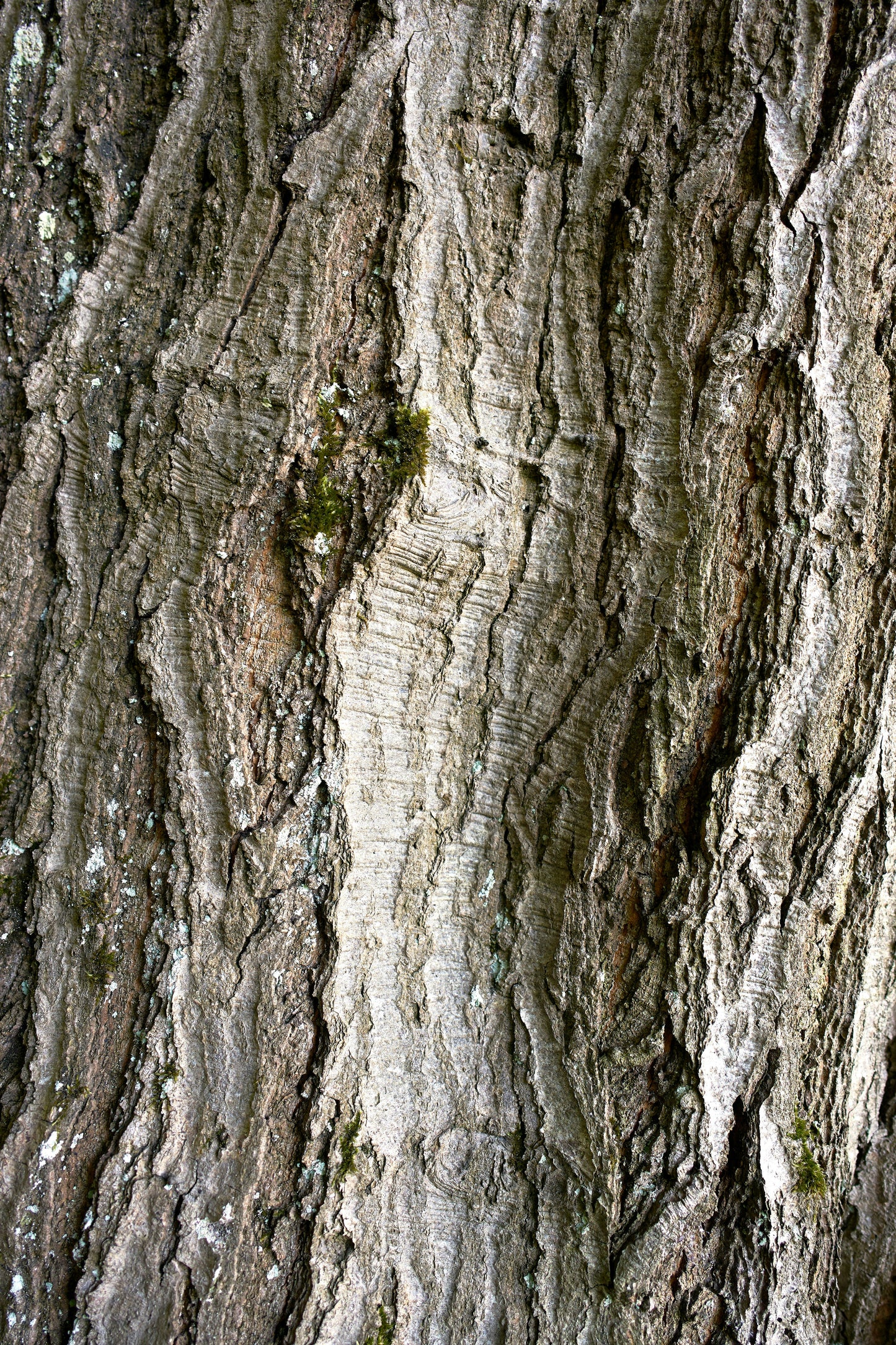 FSS White Willow Bark Extract Powder