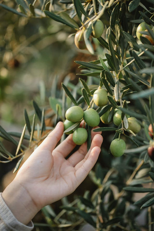 OLIVEM® 900