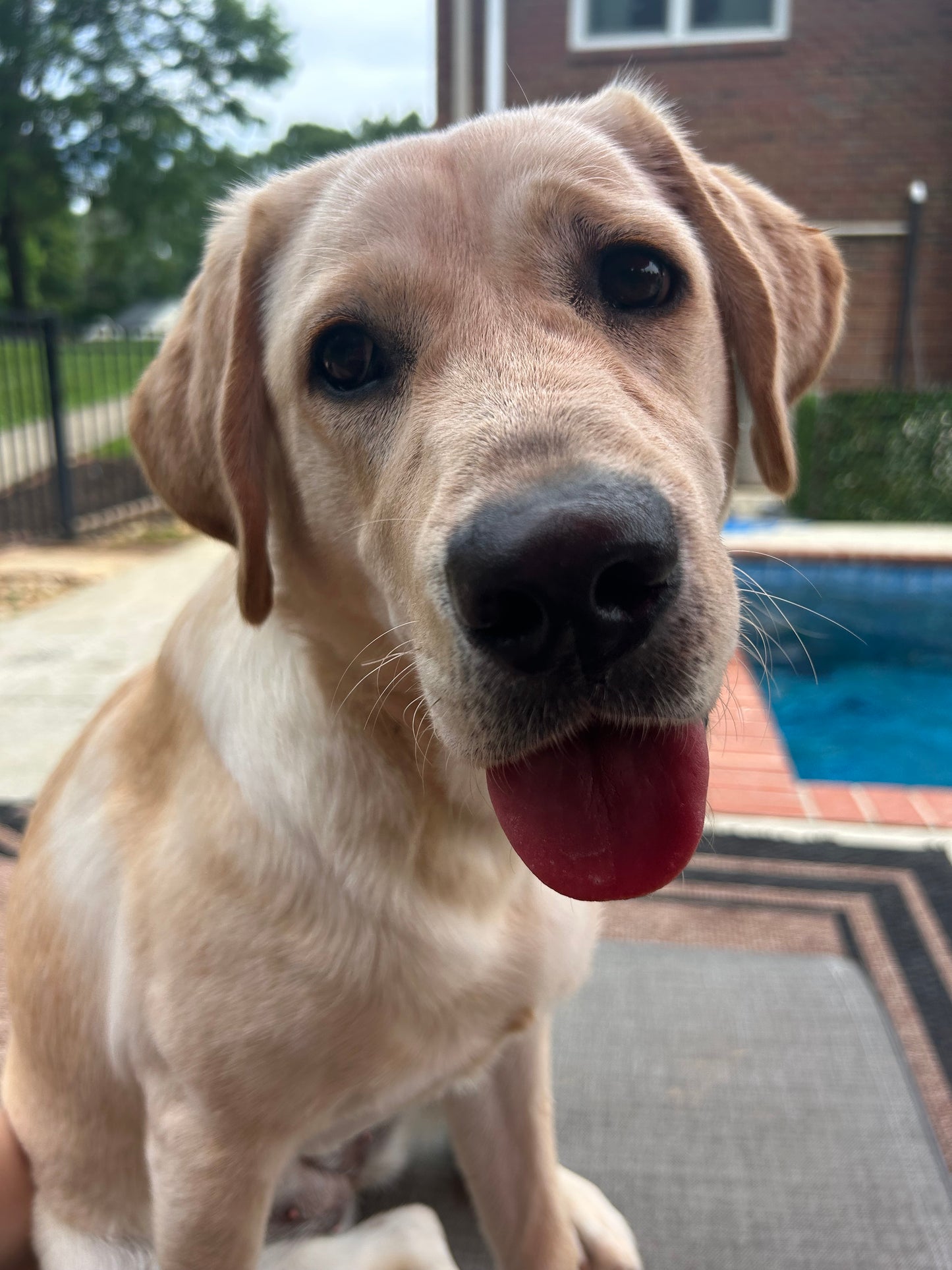 FSS PRO PERFORMANCE DOG SHAMPOO