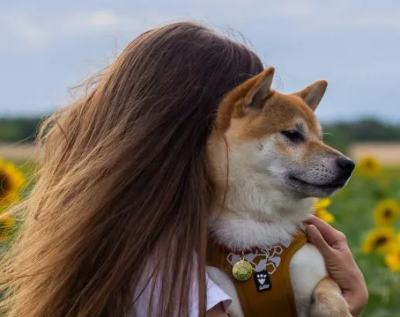  PET CARE 