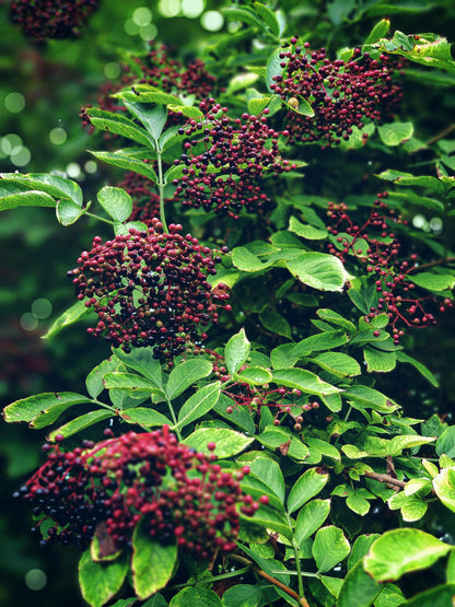 PHYTOCIDE ELDERBERRY OS