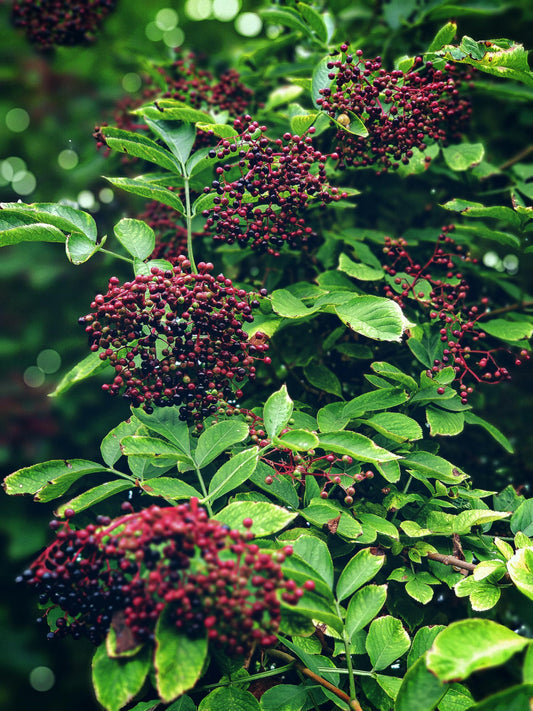 PHYTOCIDE ELDERBERRY OS