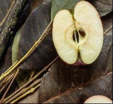 FSS Apple Seed Extract PF