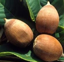 FSS Babassu Oil