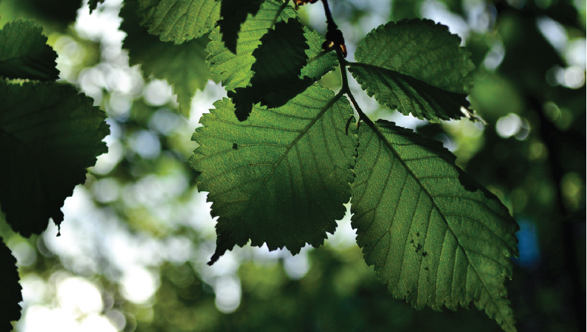 BiEau® Actif Birch