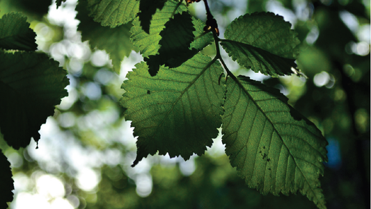 BiEau® Actif Birch