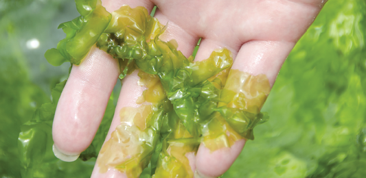 BiEau® Actif Green Algae