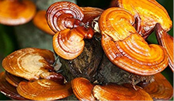 BiEau® Actif Tri-Mushroom