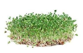 FSS Broccoli Seed Oil