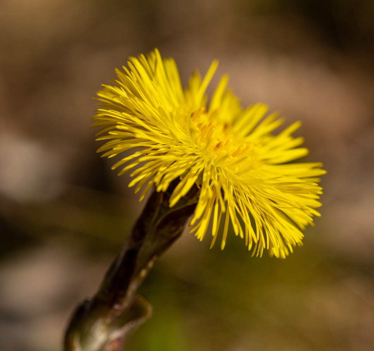 FSS Coltsfoot Extract G