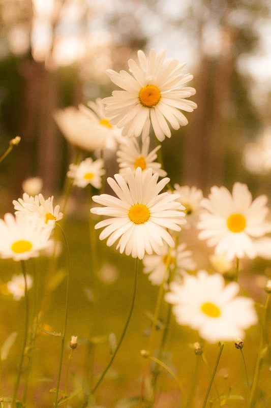 FSS Daisy Extract BG PF