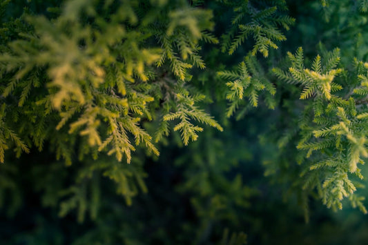 FSS Douglas Fir Hydrosol