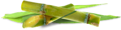Pentylene Glycol