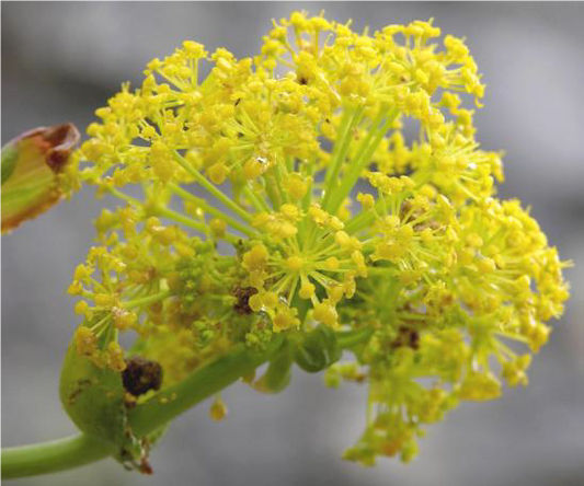 FSS FERULA FOETIDA EXTRACT PF