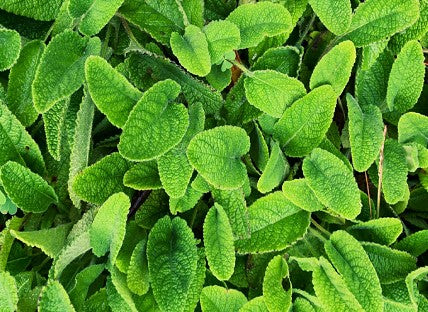 FSS BALM MINT EXTRACT BG PF 