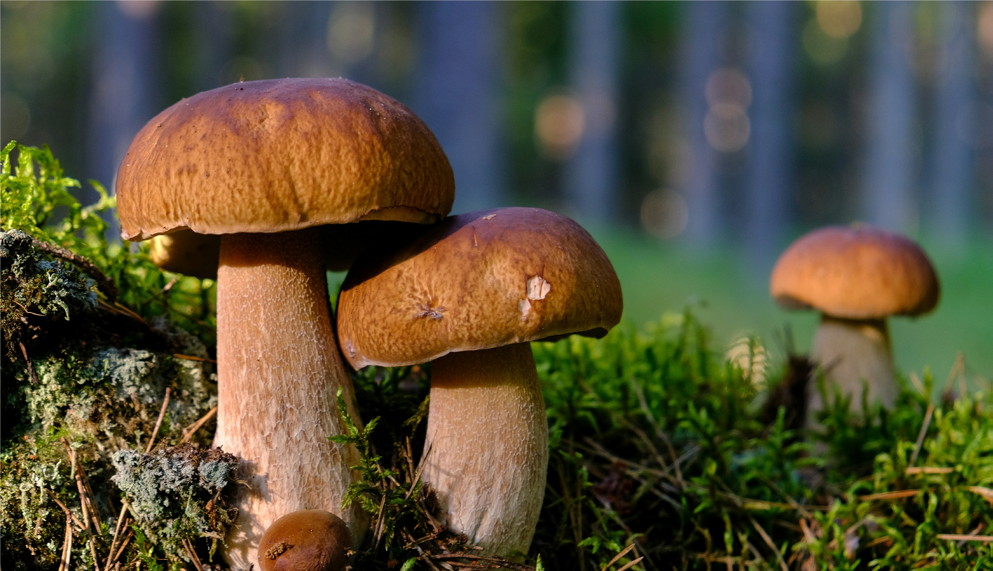 FSS SONGYI MUSHROOM EXTRACT G PF 